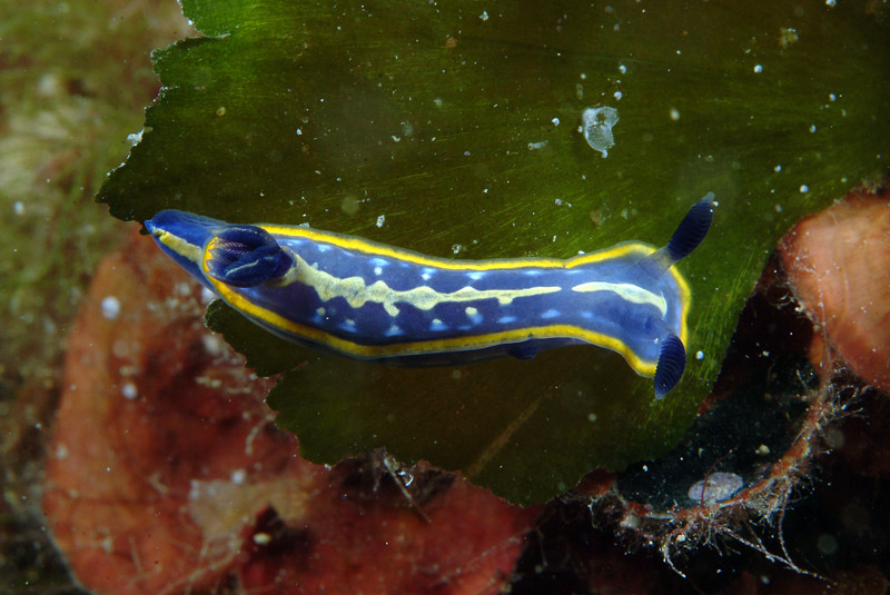 Hypselodoris tricolor